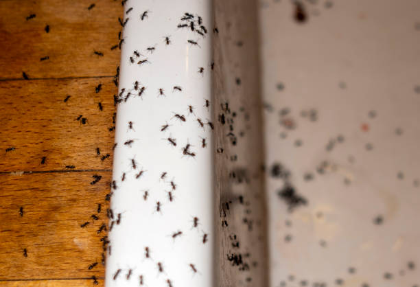 Best Pest Control Near Me  in New Haven, CT